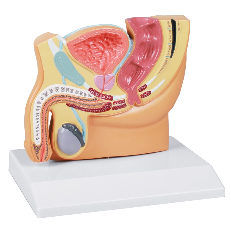 Prerez moške medenice, zmanjšana velikost - EZ Augmented Anatomy