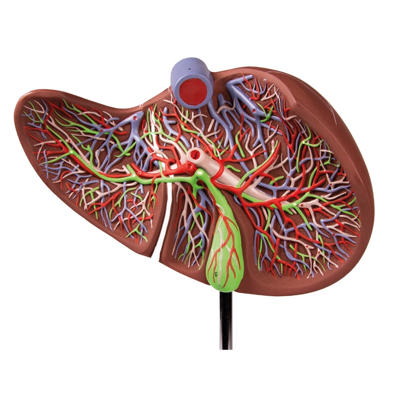 Človeška jetra v 1,5-kratni naravni velikosti