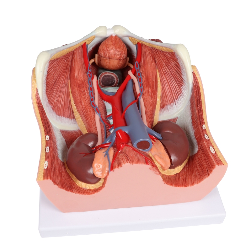 Urinski sistem, dvojni spol, 6 delov