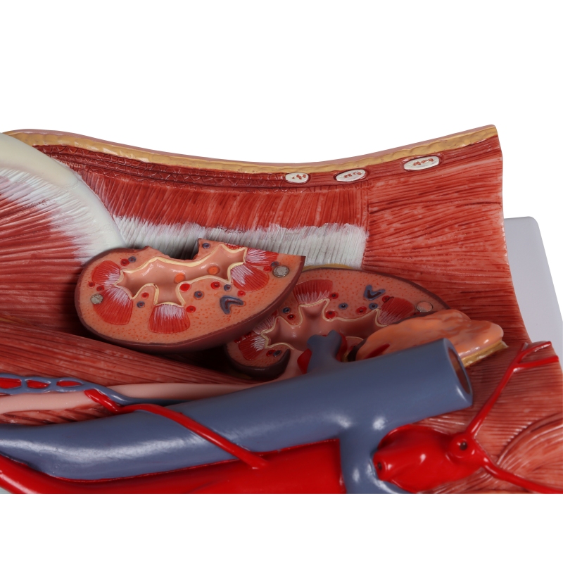 Urinski sistem, dvojni spol, 6 delov