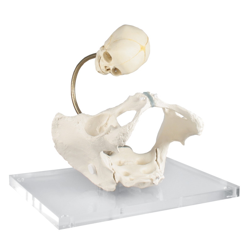 Medenica za prikaz porodnega kanala