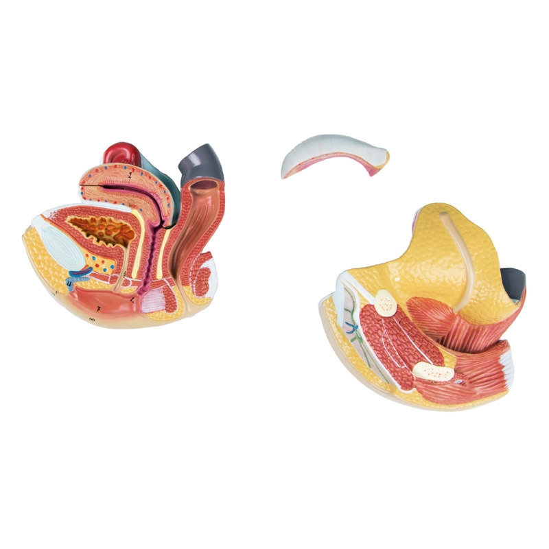 Ženski spolni organi, 4 deli