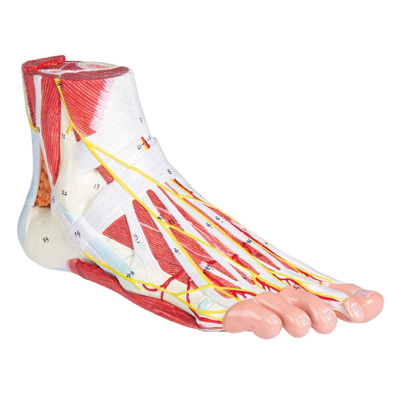 Anatomija stopala, 9 delov