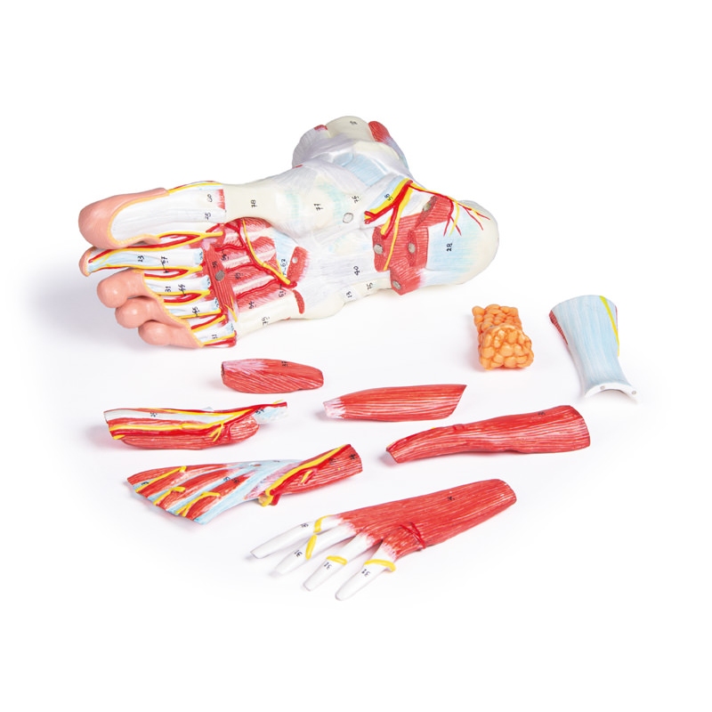 Anatomija stopala, 9 delov