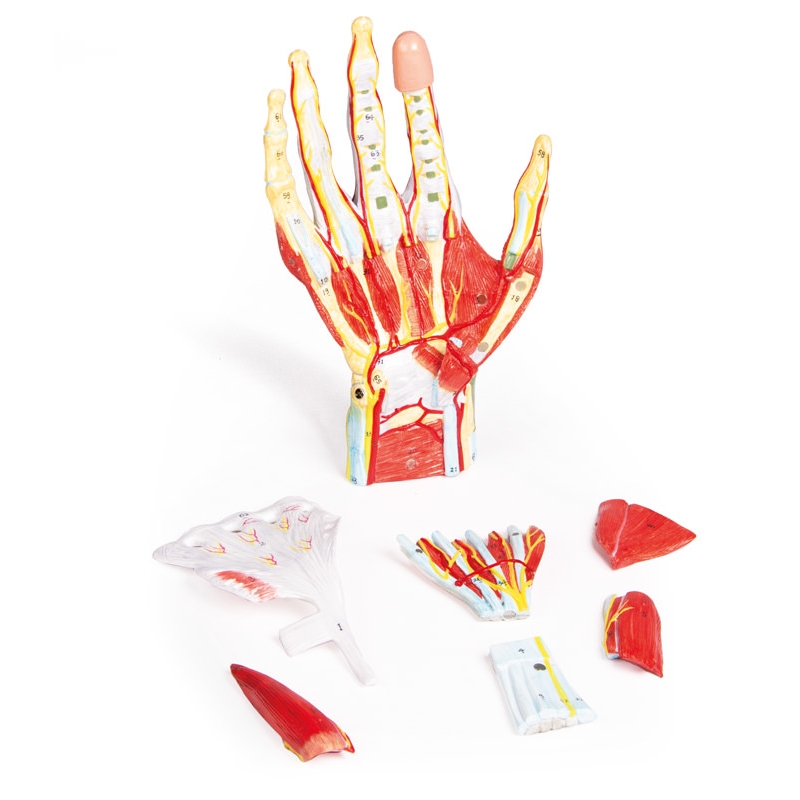 Regionalna anatomija roke, 7 delov