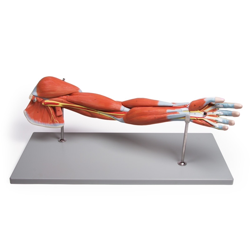 Mišice rok, 7 delov