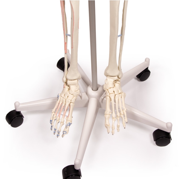 Skelet "Arnold" z oznakami mišic