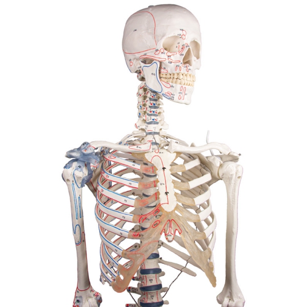 Skelet "Bert" z oznakami mišic in ligamentov