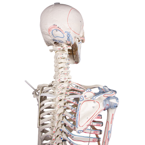 Skelet "Bert" z oznakami mišic in ligamentov