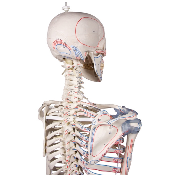 Skelet "Max" z gibljivo hrbtenico, mišičnimi oznakami in vezmi