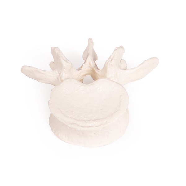 Nesestavljeno polovično okostje (zbirka kosti)