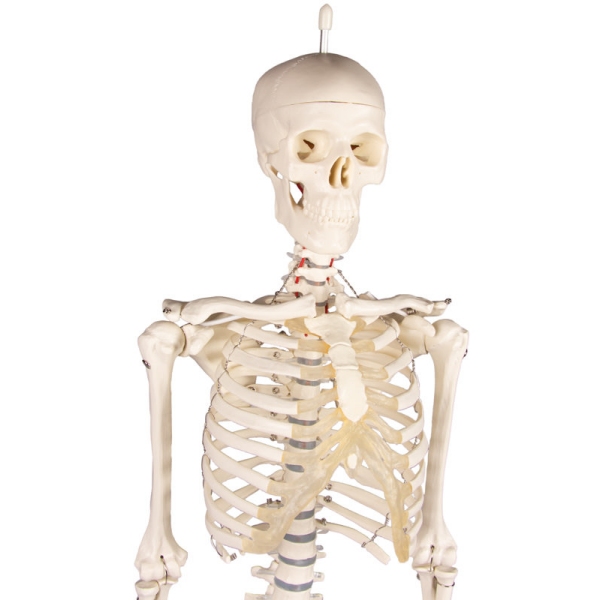 Miniaturni skelet "Patrick"