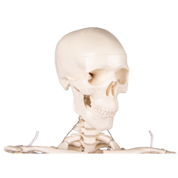 Miniatura okostnjak "Tom"