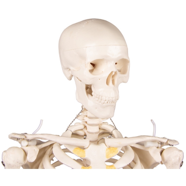 Miniatura okostnjak "Tom"