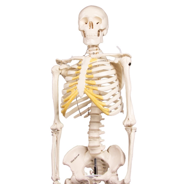 Miniatura okostnjak "Tom"