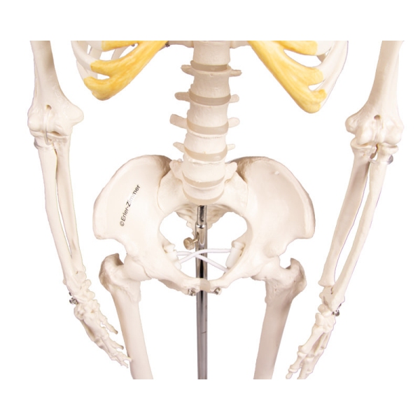 Miniatura okostnjak "Tom"