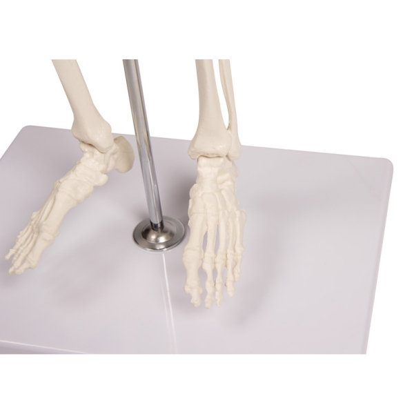 Miniatura okostnjak "Tom"