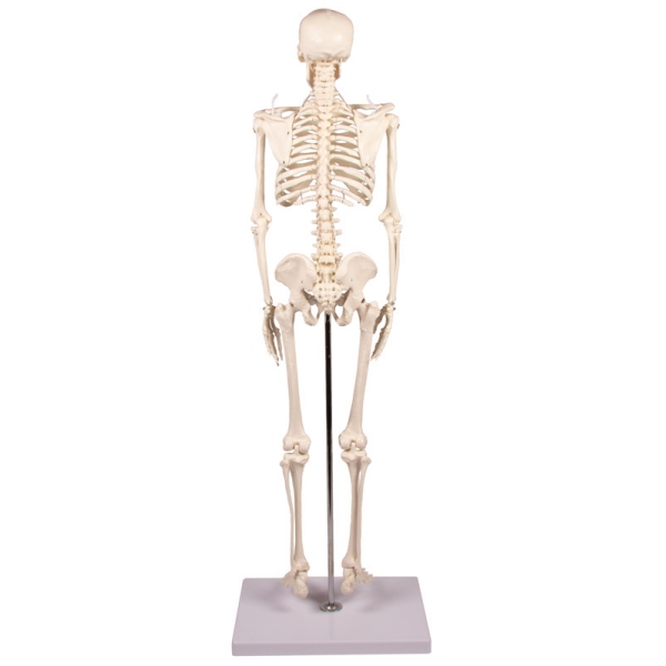 Miniatura okostnjak "Tom"