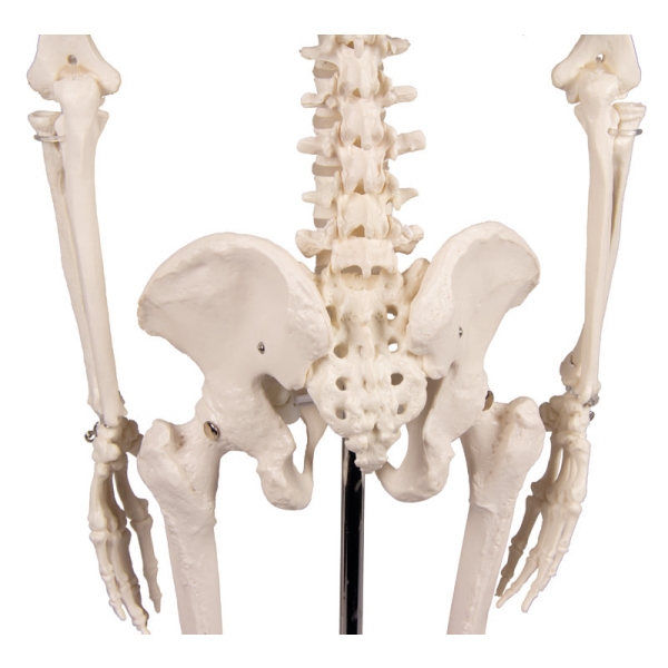 Miniatura okostnjak "Tom"