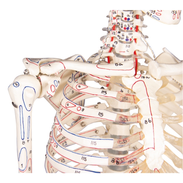 Miniaturni okostnjak "Daniel" z oznakami mišic