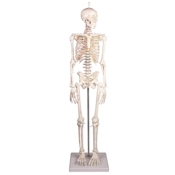 Miniaturni okostnjak "Daniel" z oznakami mišic