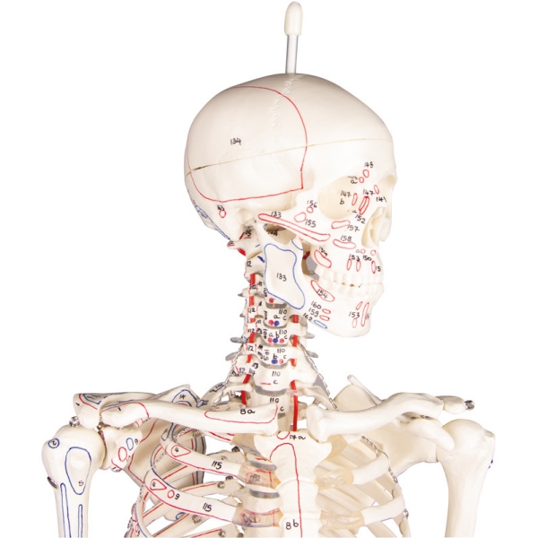 Miniaturni okostnjak "Daniel" z oznakami mišic