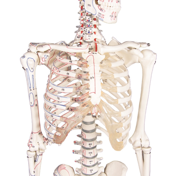 Miniaturni okostnjak "Daniel" z oznakami mišic