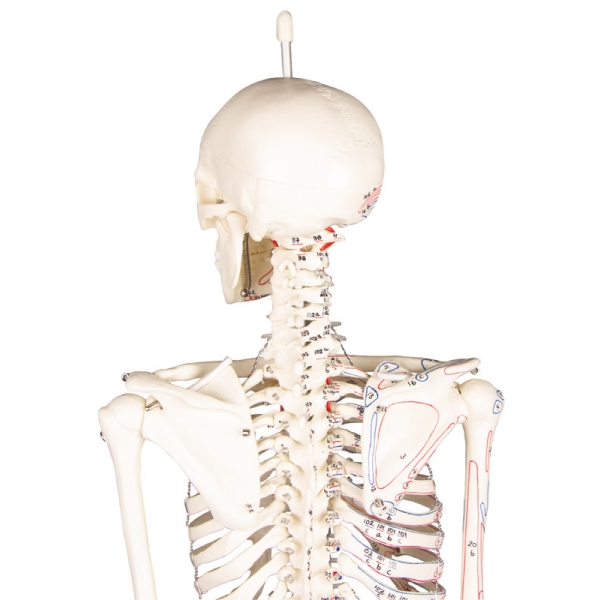 Miniaturni okostnjak "Daniel" z oznakami mišic