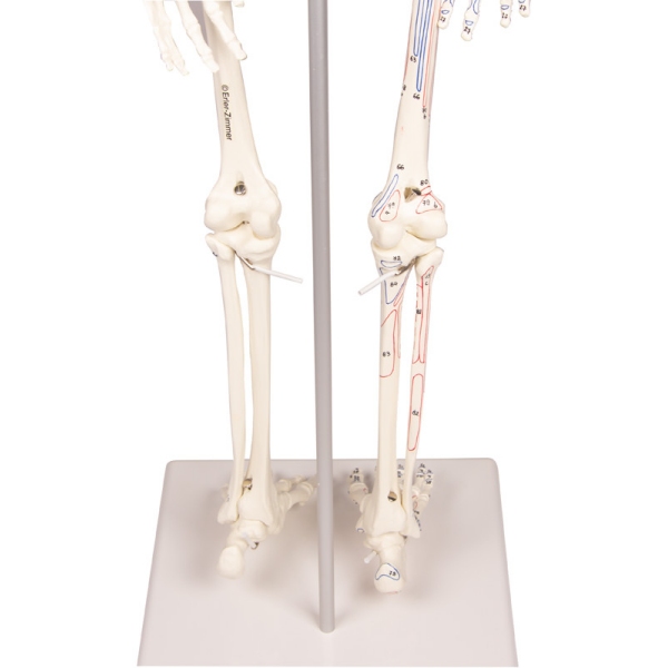 Miniaturni okostnjak "Daniel" z oznakami mišic