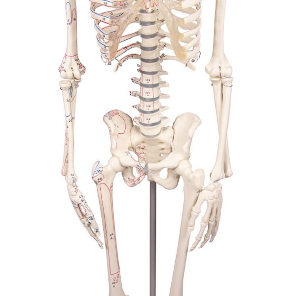 Miniaturni okostnjak "Fred" z gibljivo hrbtenico in mišičnimi oznakami