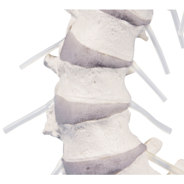 Hrbtenica z medenico