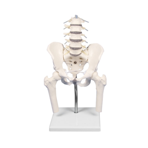 Lumbalna hrbtenica z medenico in stegnenico