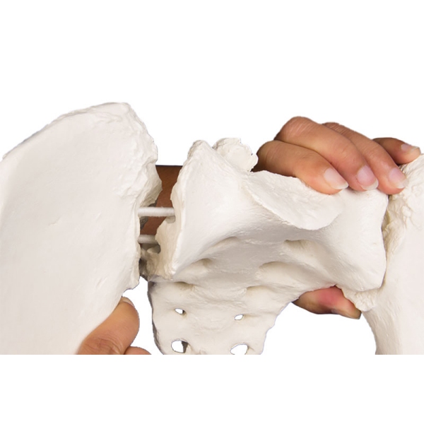 Ženska medenica s križnico