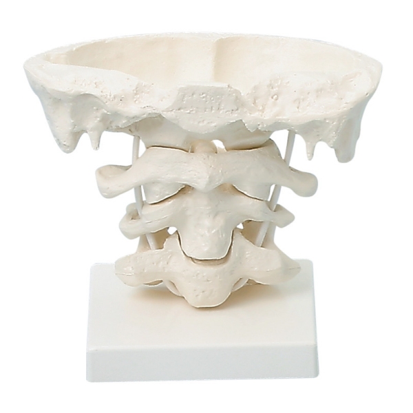 Artikulacije glave, 2 x povečava s stojalom