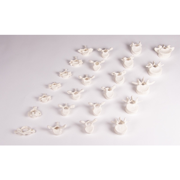 Hrbtenica ohlapna na gumi