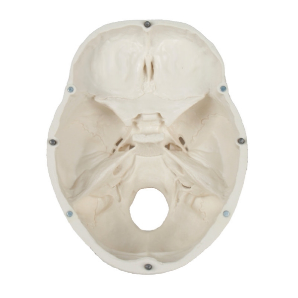 Model lobanje, 3 deli - EZ Augmented Anatomy