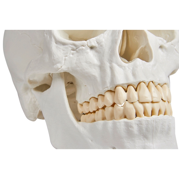 Model lobanje, 3 deli - EZ Augmented Anatomy