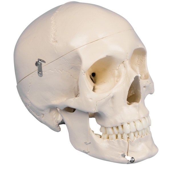 Zobna lobanja, 4-delna