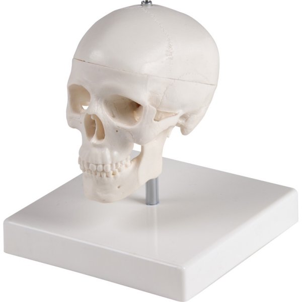 Miniaturna lobanja, 3-delna, s stojalom