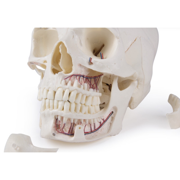 Deluxe demonstracijska lobanja; 14-delna; za napredne študije