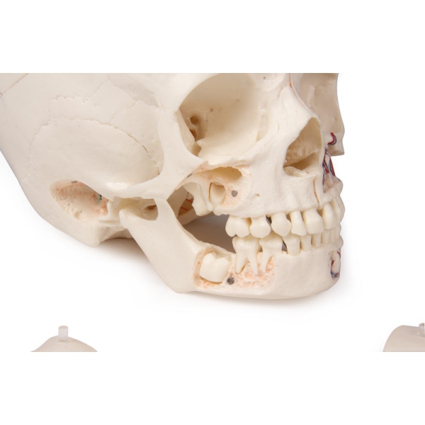 Razkošna demonstracija Otroška lobanja; 14 kosov; za napredne študije