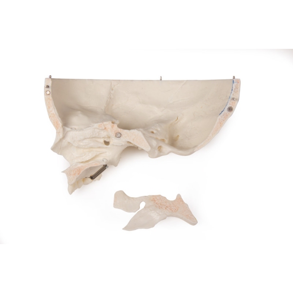 Razkošna demonstracija Otroška lobanja; 14 kosov; za napredne študije