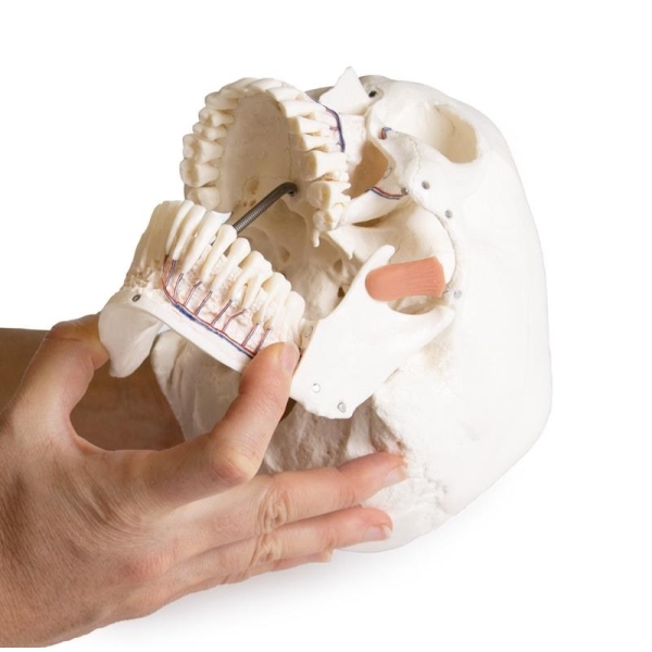 Model lobanje za zobozdravstvo s sindromom TMD, 8 delov