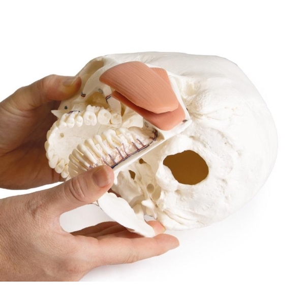 Model lobanje za zobozdravstvo s sindromom TMD, 8 delov