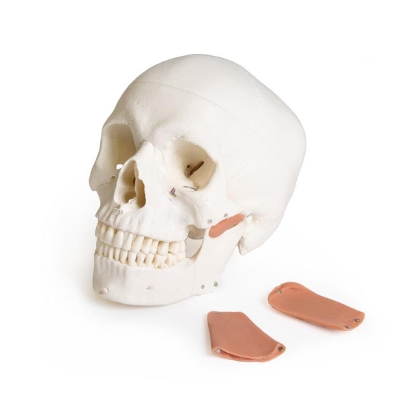 Model lobanje za zobozdravstvo s sindromom TMD, 8 delov