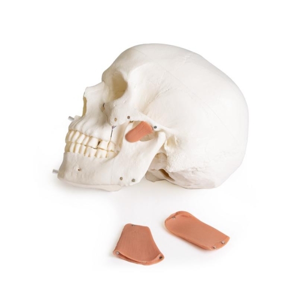 Model lobanje za zobozdravstvo s sindromom TMD, 8 delov