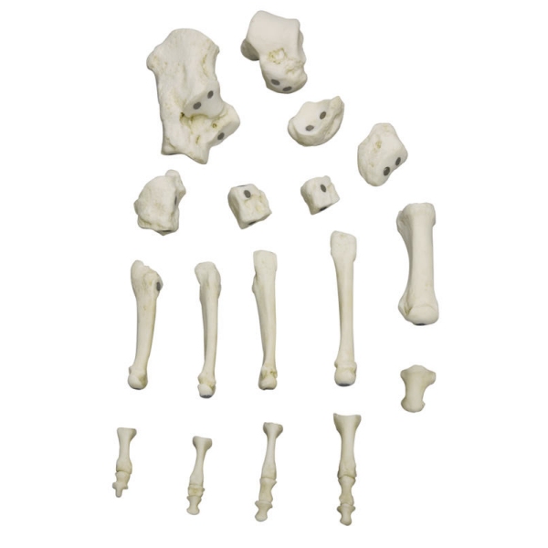 Človeško magnetno stopalo, desno