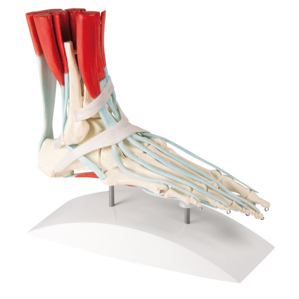 Skelet stopala z vezmi