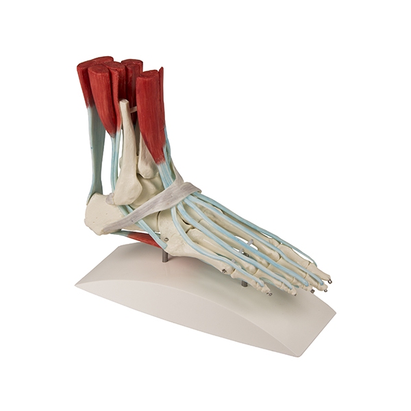 Skelet stopala z vezmi