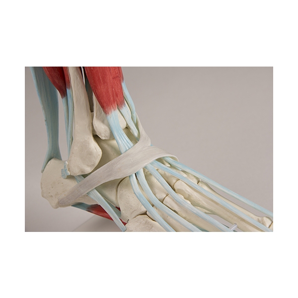 Skelet stopala z vezmi